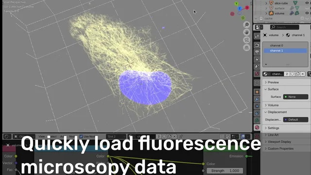 Versatile interaction with fluorescence microscopy data (Data from Granita Lokaj, first published with Blender for Biologists 2023)